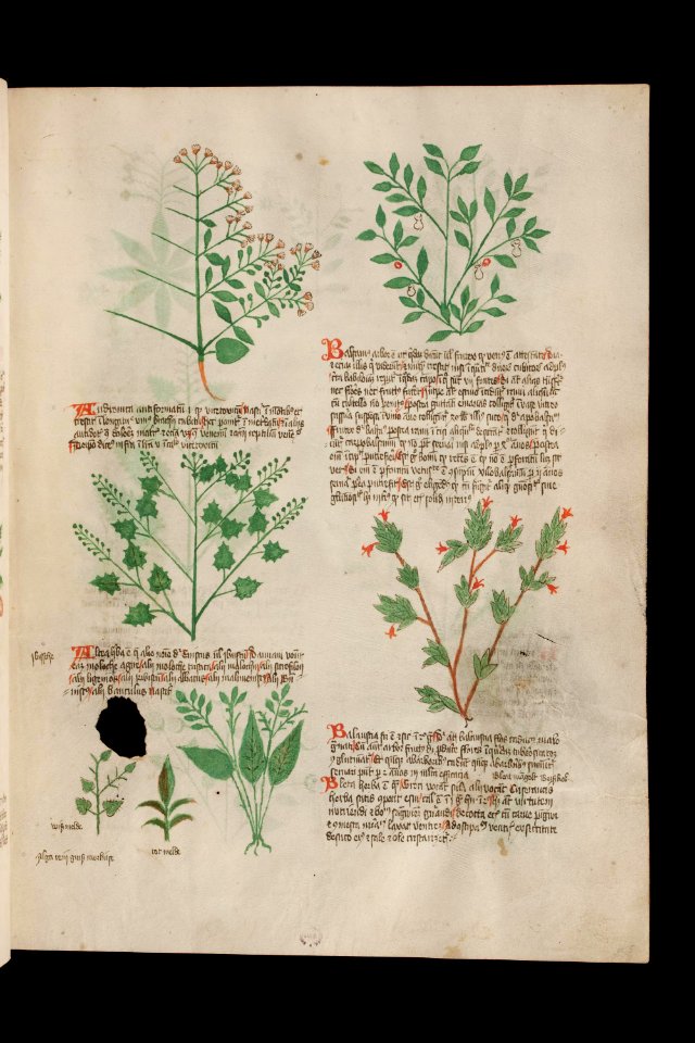 Basel K II 11, f.005r