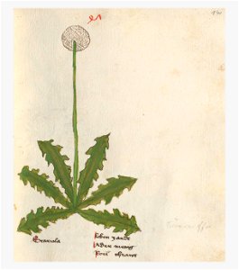 141 Auslasser Taraxacum officinale