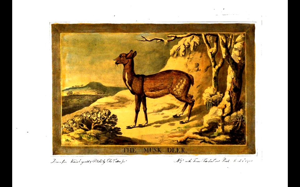 14, Musk-Deer, Charles Catton's Animals (1788)
