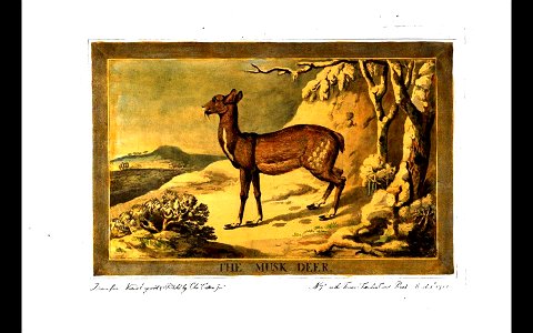 14, Musk-Deer, Charles Catton's Animals (1788)