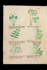 Basel K II 11, f.032v