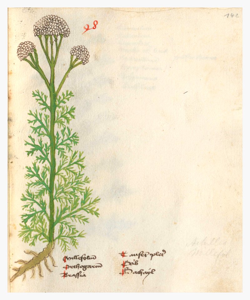 142 Auslasser Achillea millefolium