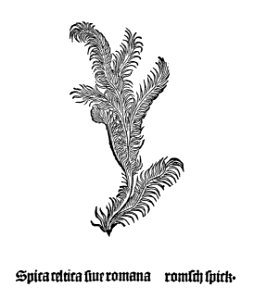 1485 Gart Spica celtica