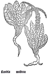 1485 Gart Candela wulkrut