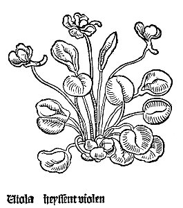 1485 Gart Viola