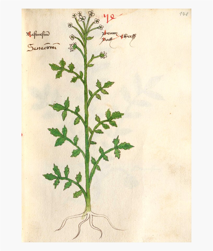 148 Auslasser Nasturtium officinale