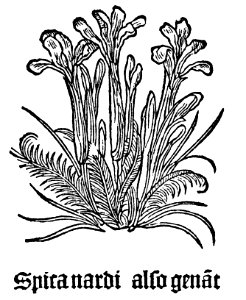 1485 Gart Spica nardi