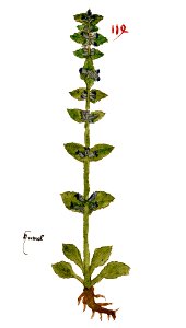 1479 Auslasser Ajuga
