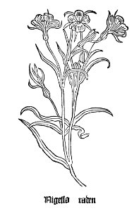 1485 Gart Nigella