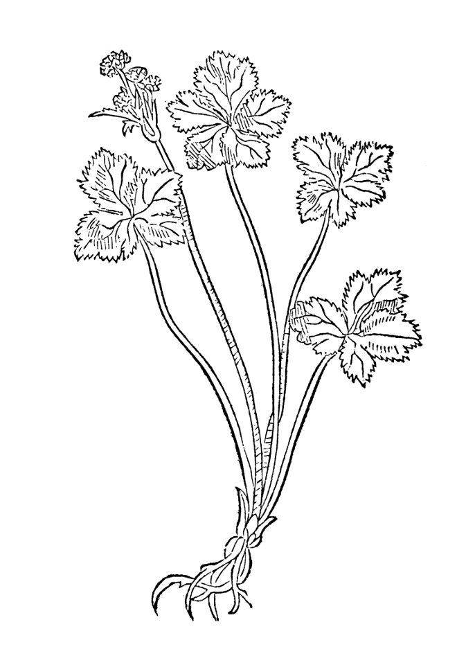 148 Diapensia sanickel
