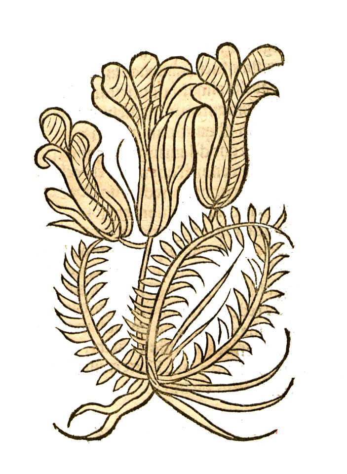 1491 Hortus Spica nardi