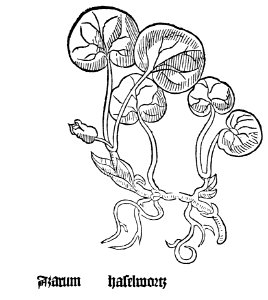 1485 Gart Asarum