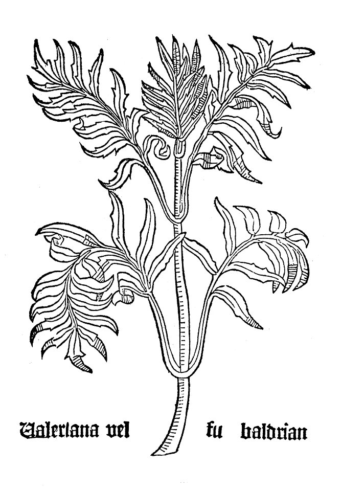 1485 Gart Valeriana Phu