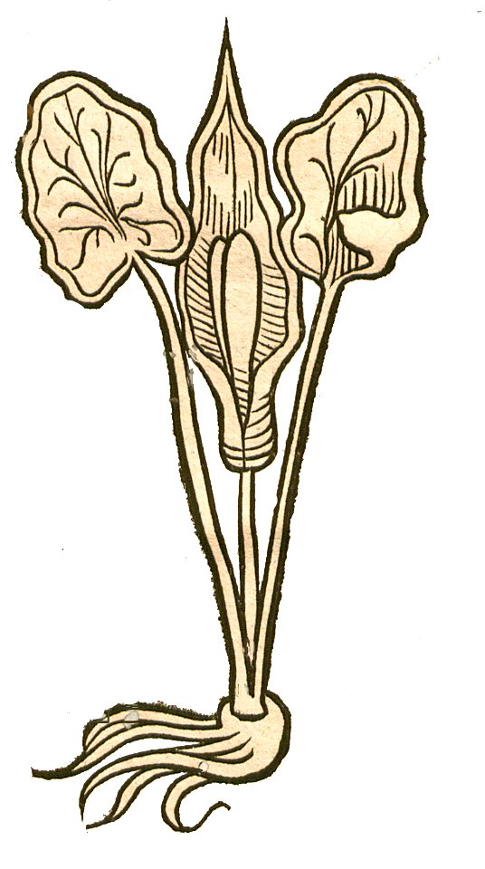1491 Hortus Arum