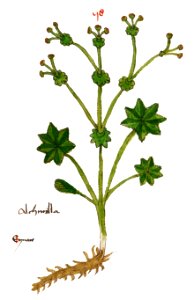 1479 Auslasser Synnaw