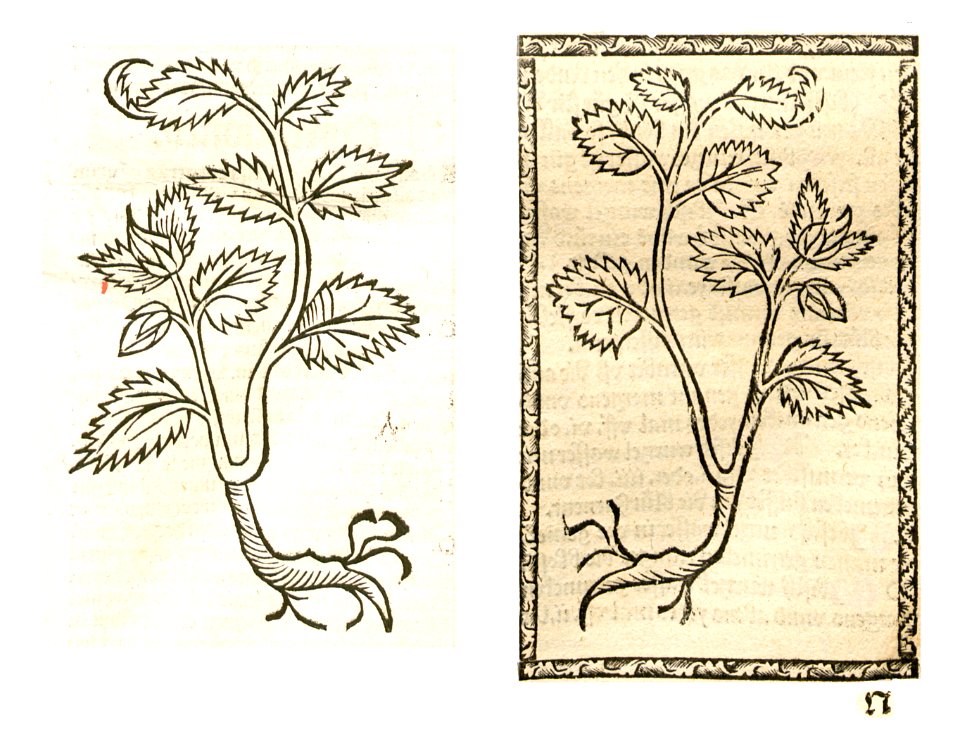 1497 1500 Ibisch Wurtzel