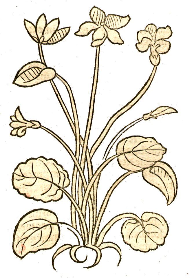 1491 Hortus Viola