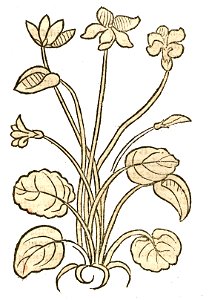 1491 Hortus Viola