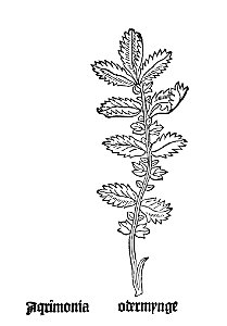 1485 Gart Agrimonia