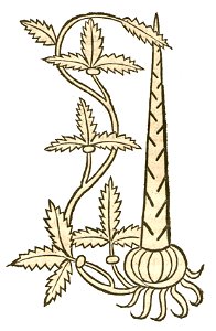 1491 Sparagus Hortus