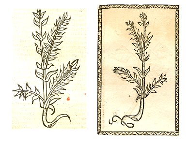 1497 1500 Mer Hirß