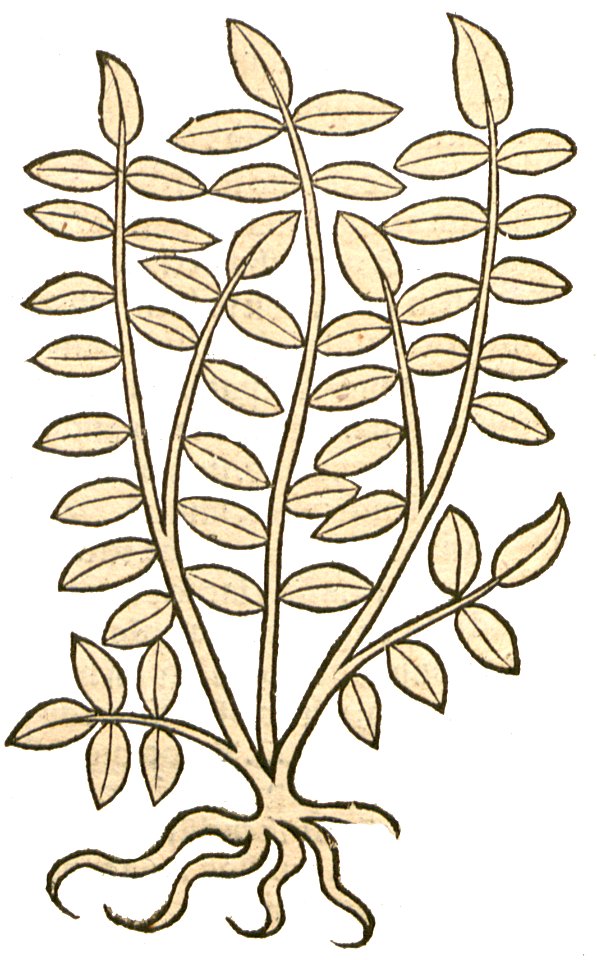 1491 Hortus Proserpinata