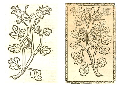 1497 1500 Schel Wurtz