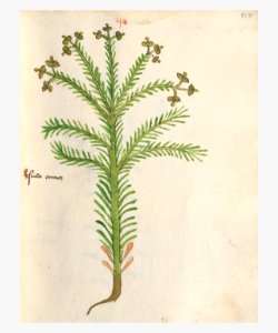 150 Auslasser Euphorbia caparissias