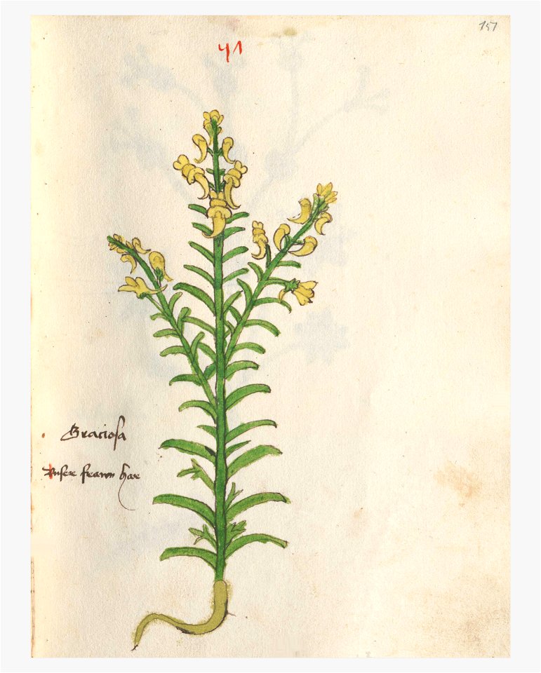 151 Auslasser Linaria vulgaris