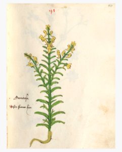 151 Auslasser Linaria vulgaris