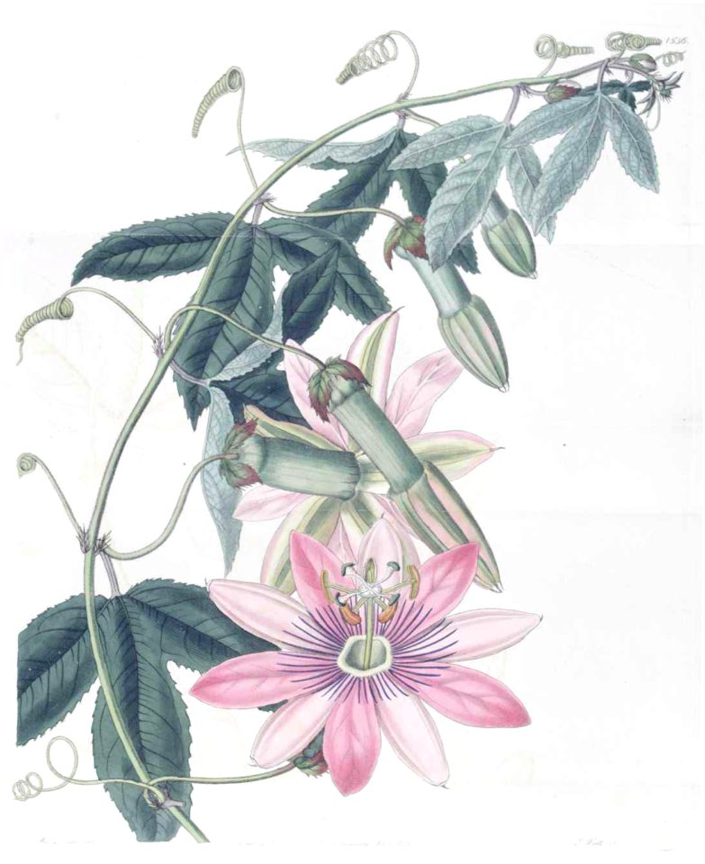 1536 Passiflora pinnatistipula