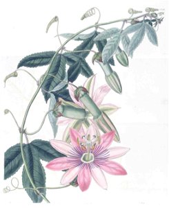 1536 Passiflora pinnatistipula