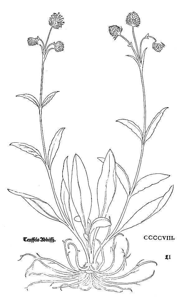 1543 Fuchs Succisa