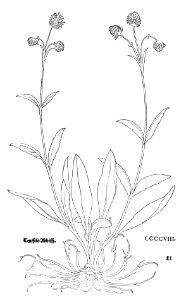 1543 Fuchs Succisa