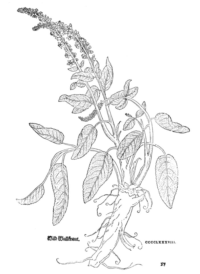 1543 (488) Wild Wullkraut