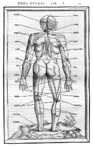 155 Charles Estienne 1545