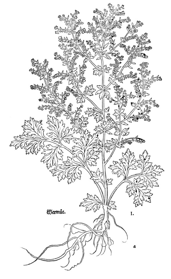 1543 Fuchs Wermut