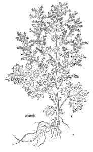 1543 Fuchs Wermut