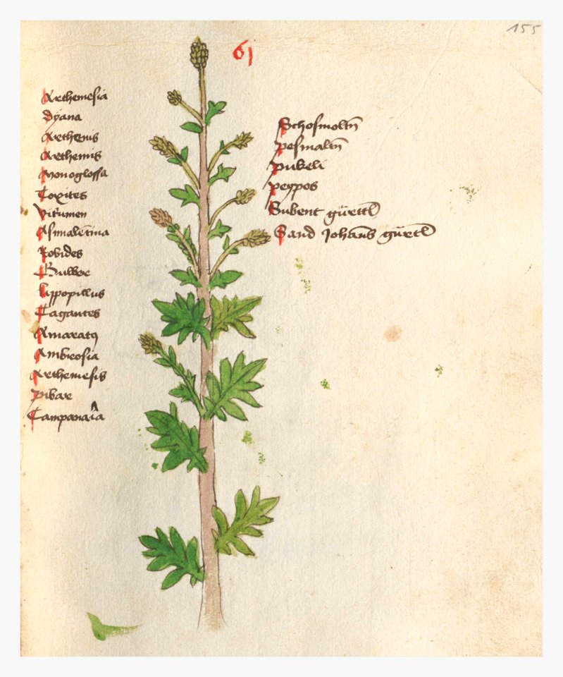 155 Auslasser Artemisia vulgaris