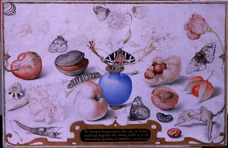 Joris Hoefnagel - Vase with aquilegia, other flowers and butterflies, surrounded by flora and fauna