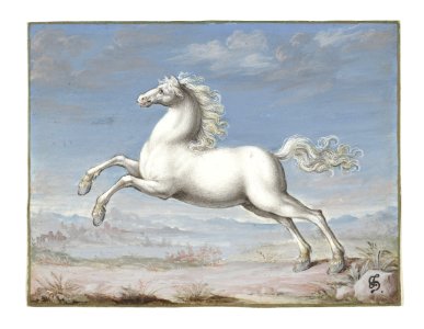 Joris Hoefnagel - White horse. Free illustration for personal and commercial use.