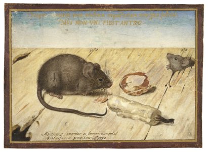 Joris Hoefnagel - Two mice