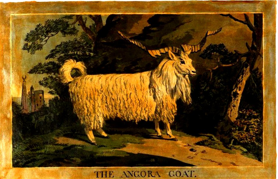 16, Angora Goat, Charles Catton's Animals (1788) (cropped)
