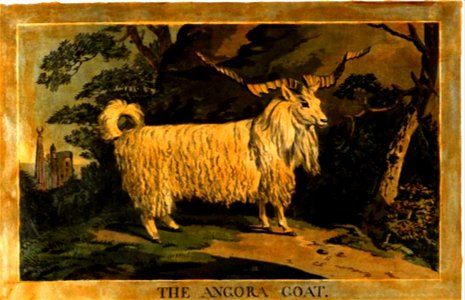 16, Angora Goat, Charles Catton's Animals (1788) (cropped)