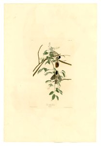 160 Black-capped Titmouse