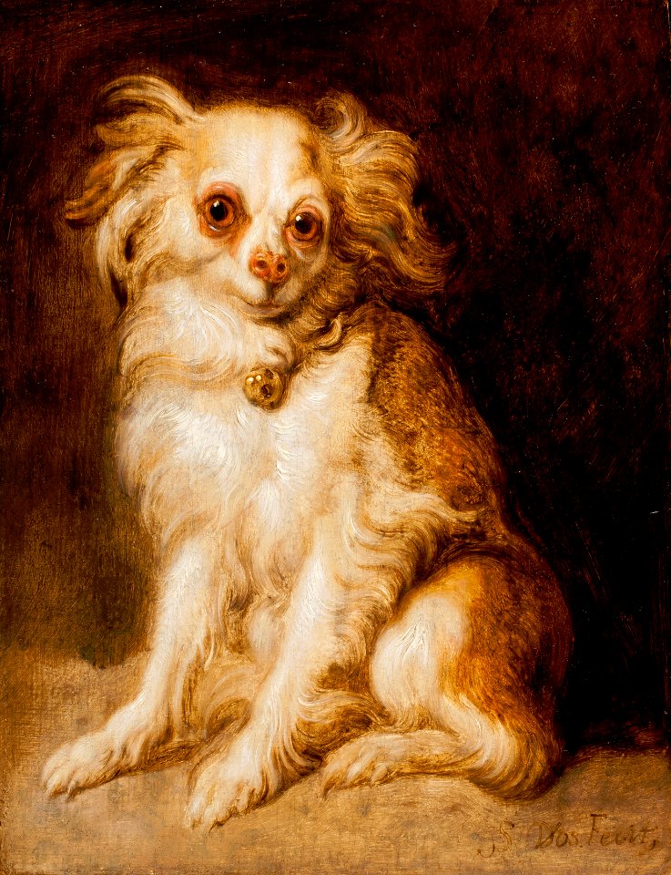 Simon de Vos - Cavalier King Charles Spaniel