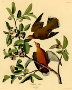 162 Zenaida Dove