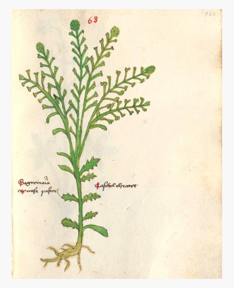 162 Auslasser Capsella bursa-pastoris