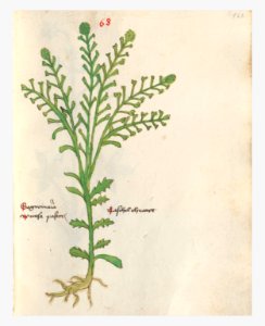 162 Auslasser Capsella bursa-pastoris