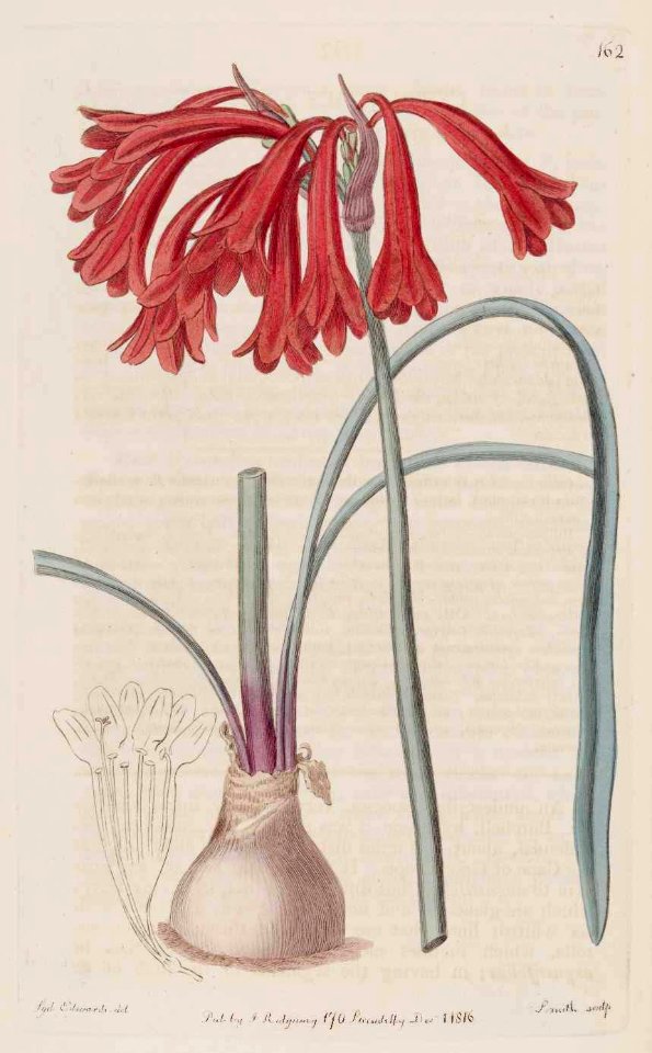 162 Cyrtanthus collinus
